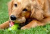 golden retriever young dog portrait with toy bone
